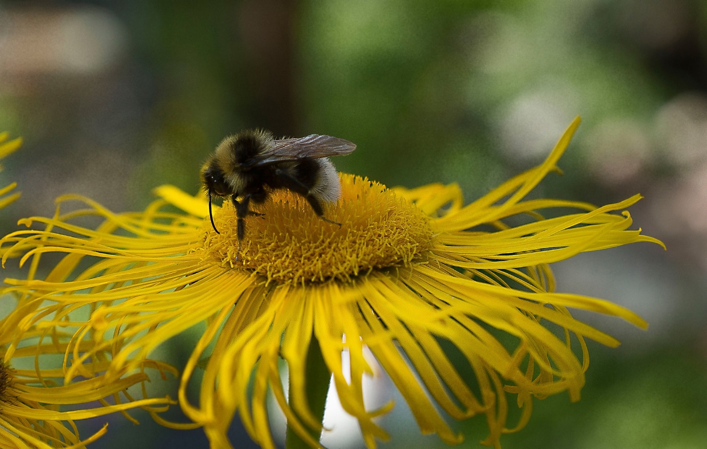 Autumn gardening jobs – bees