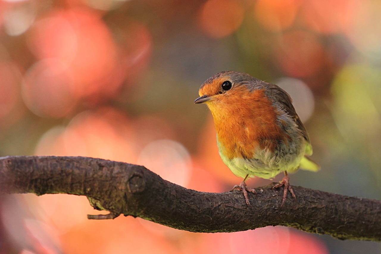 Autumn gardening jobs- birds