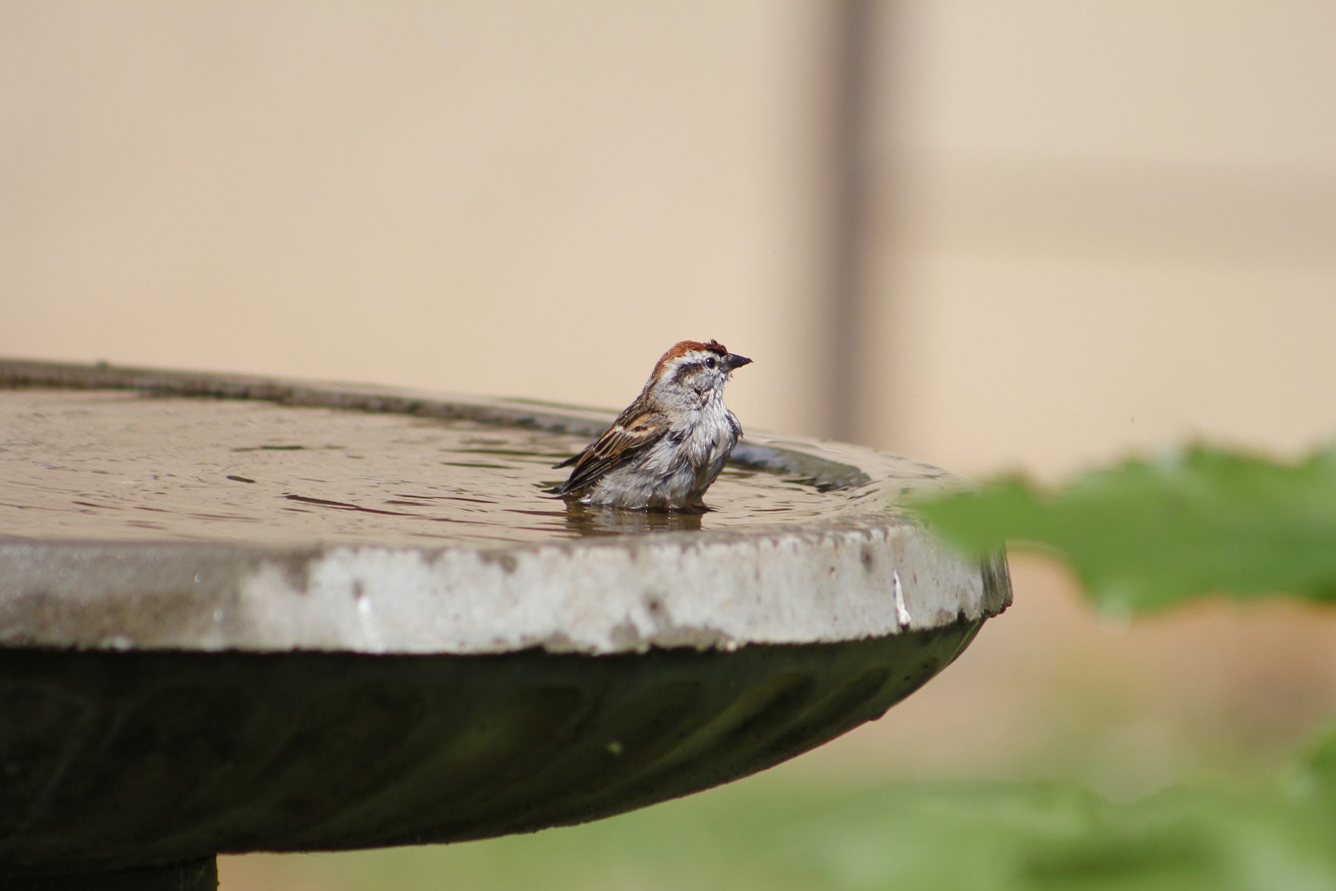 Build a bird bath to help wild birds in hot weather